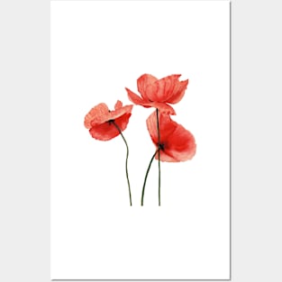 Watercolor poppies Posters and Art